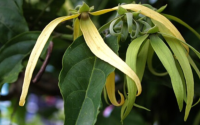 La fleur d’Ylang-ylang, un guide vers le Féminin sacré?
