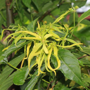 Fleur d'Ylang-ylang